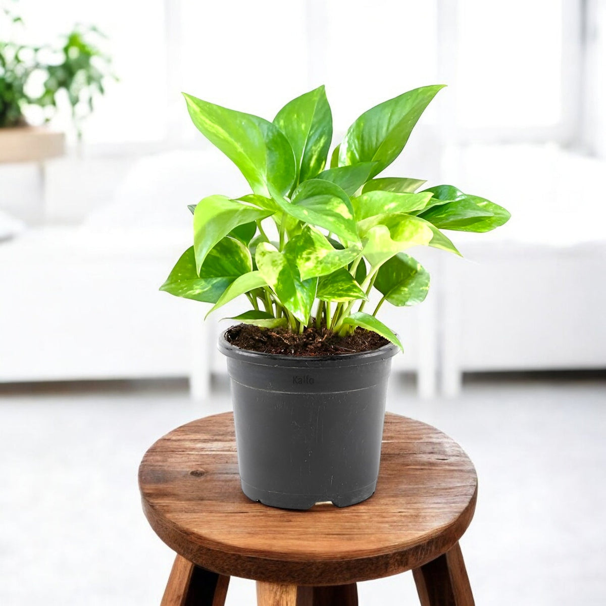 Plants